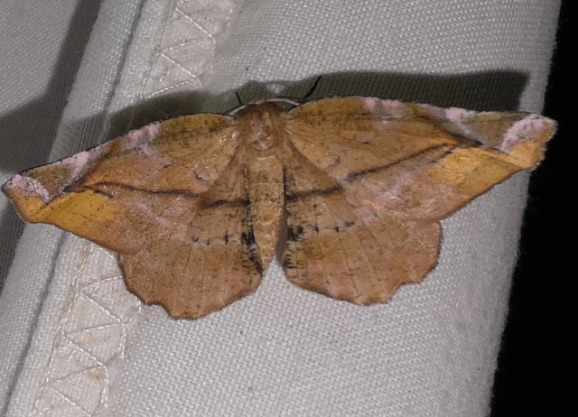 Apeira syringaria - orgona-araszoló