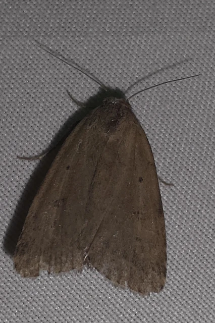 Athetis