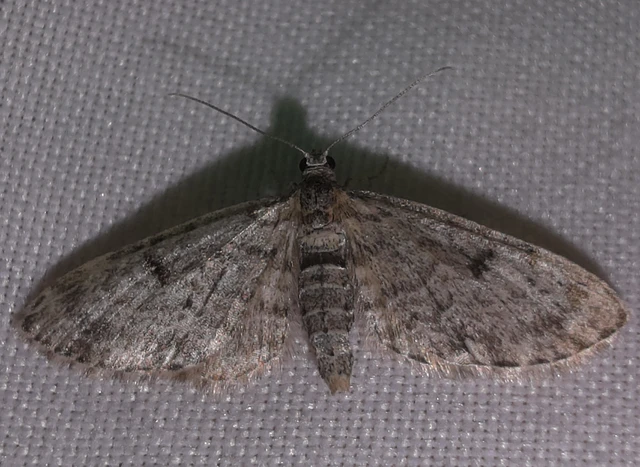 Eupithecia tantillaria - feketegyűrűs törpearaszoló