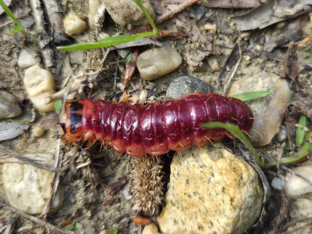 Cossus cossus - fűzfarontólepke