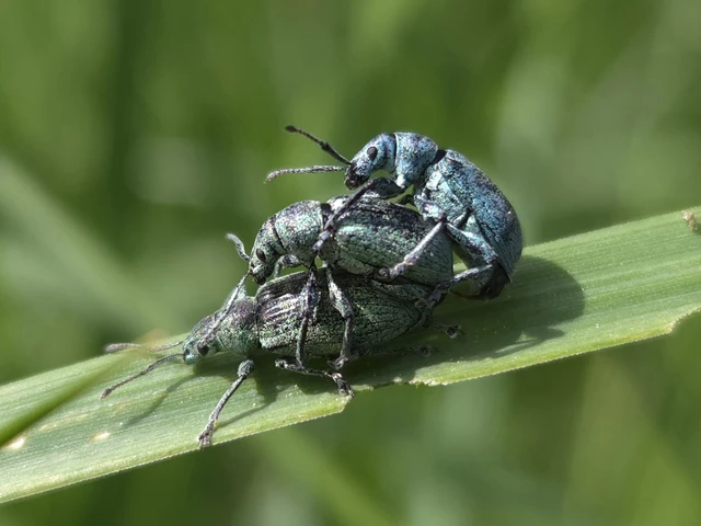 Phyllobius thalassinus - tömpeorrú levélormányos
