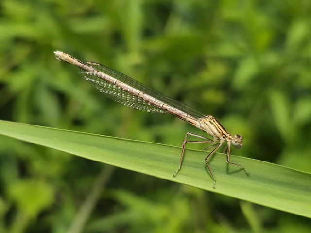 Platycnemis pennipes - széleslábú szitakötő