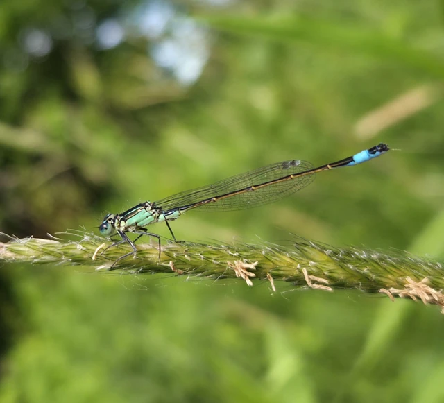 Ischnura elegans pontica - kéköves légivadász