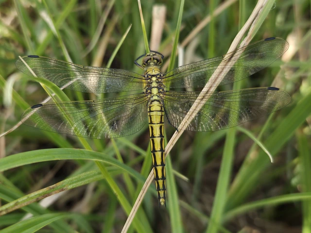 Orthetrum cancellatum - feketefarkú pásztorszitakötő