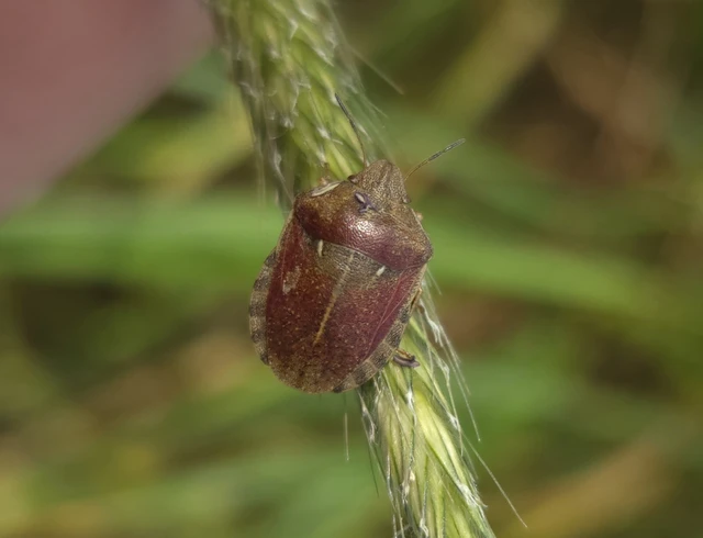Eurygaster Eurygaster