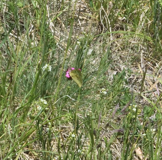 Colias