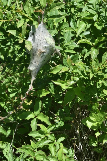 Eriogaster lanestris - tavaszi gyapjasszövő