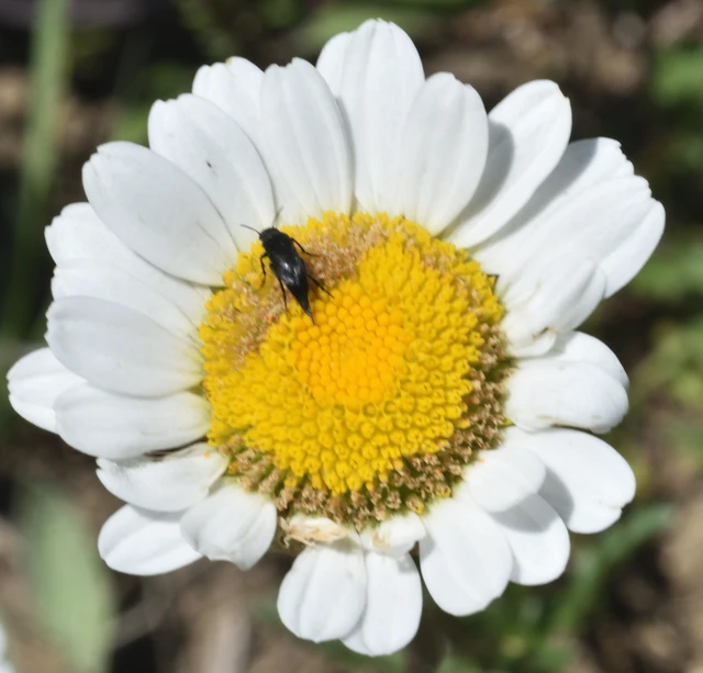 Mordellidae - marókafélék