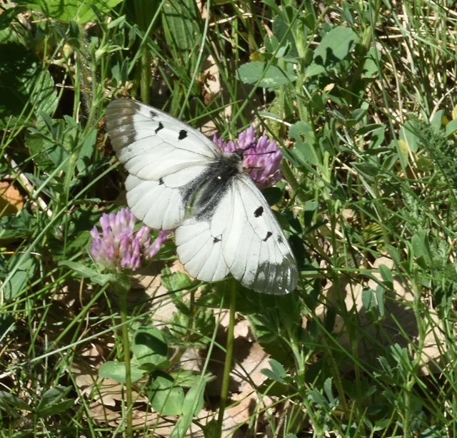 Parnassius mnemosyne - kis apollólepke