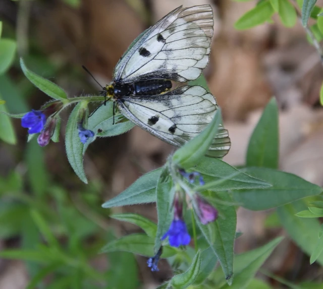 Parnassius mnemosyne - kis apollólepke