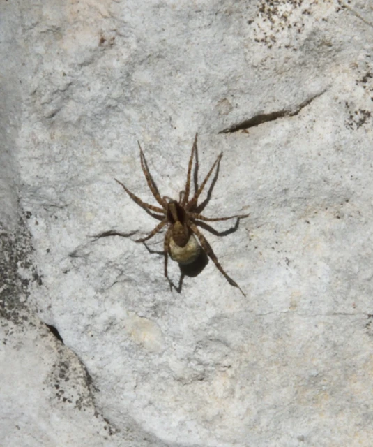 Pardosa