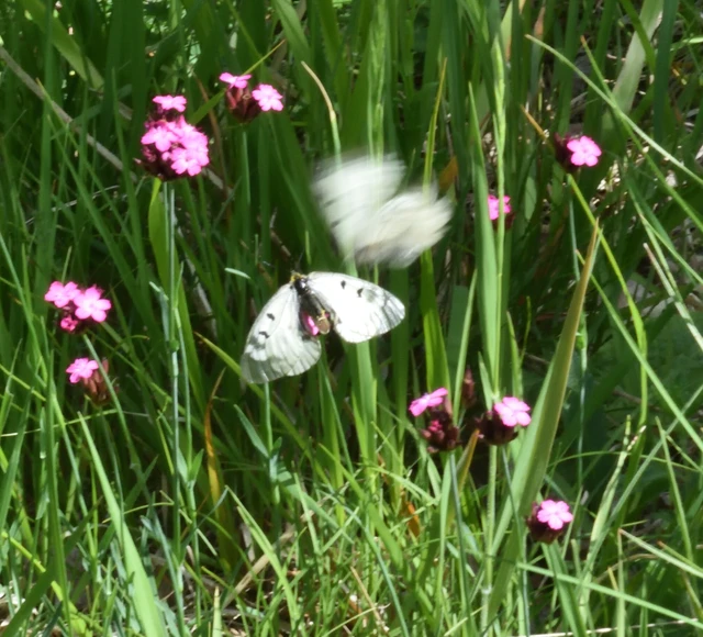 Parnassius mnemosyne - kis apollólepke