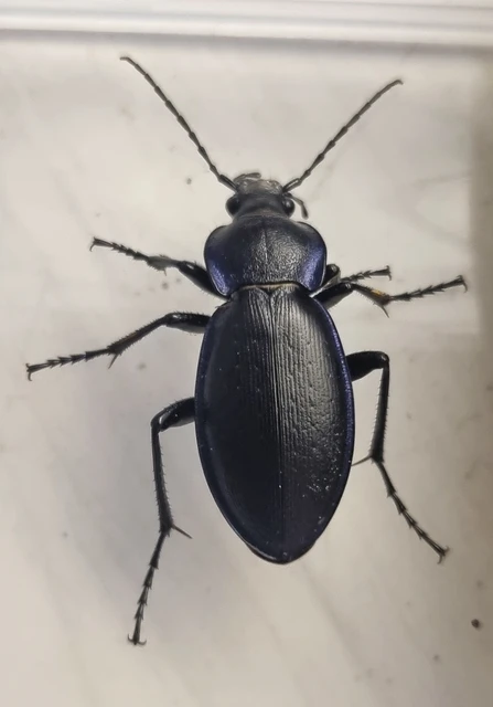 Carabus scheidleri - változó futrinka Carabus scheidleri - változó futrinka