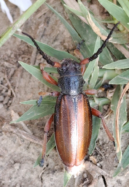 Dorcadion fulvum - barna gyalogcincér