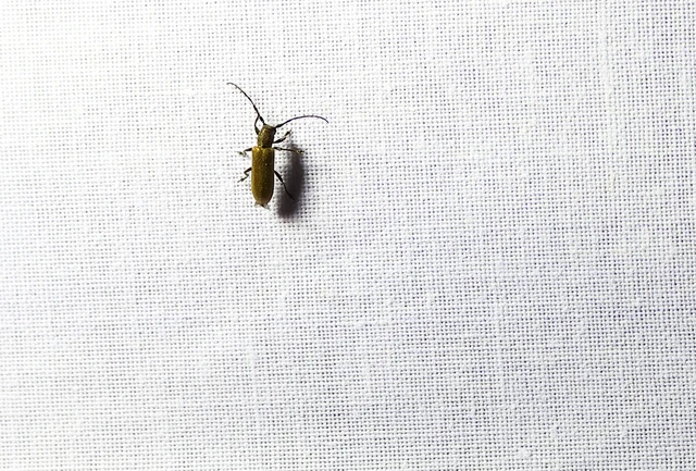 Anaesthetis testacea - szedercincér Anaesthetis testacea - szedercincér