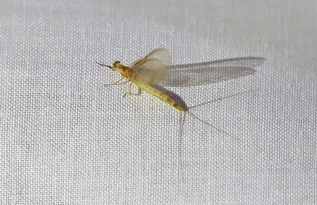 Ephemera glaucops