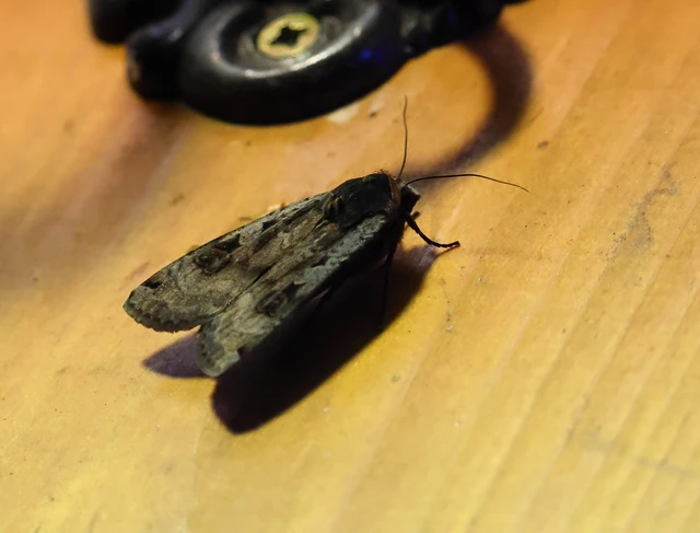 Noctua pronuba - nagy sárgafűbagoly