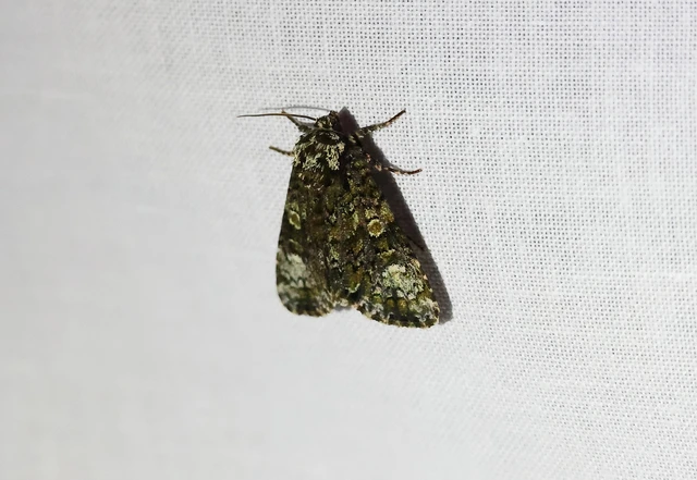 Craniophora ligustri - fagyalbagoly