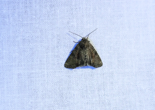 Oligia latruncula - fekete dudvabagoly
