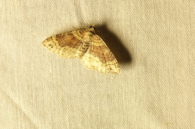Xanthorhoe ferrugata - kerti tarkaaraszoló