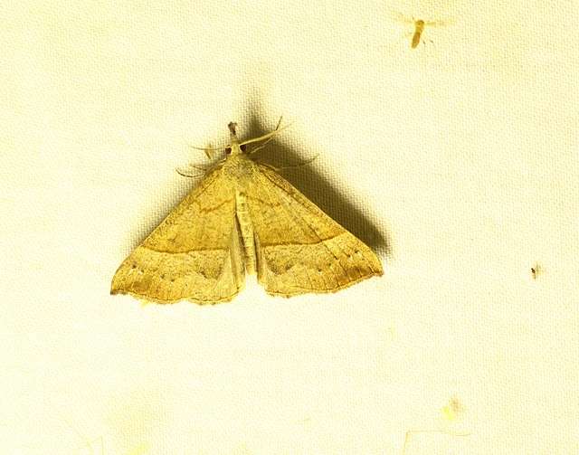 Hypena proboscidalis - ormányos karcsúbagoly