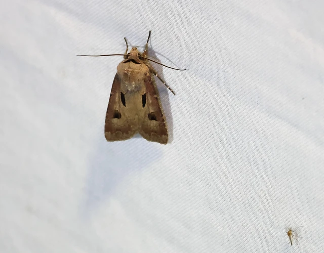 Agrotis exclamationis - felkiáltójeles földibagoly
