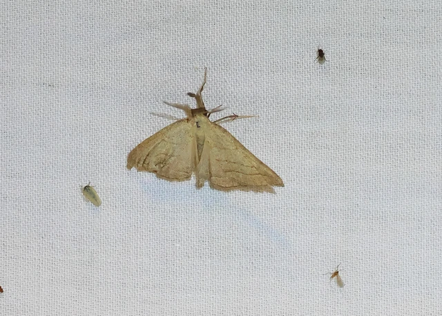 Polypogon tentacularia - sötétaljú karcsúbagoly