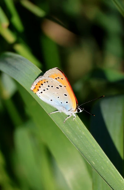 Lycaena dispar rutilus - nagy tűzlepke