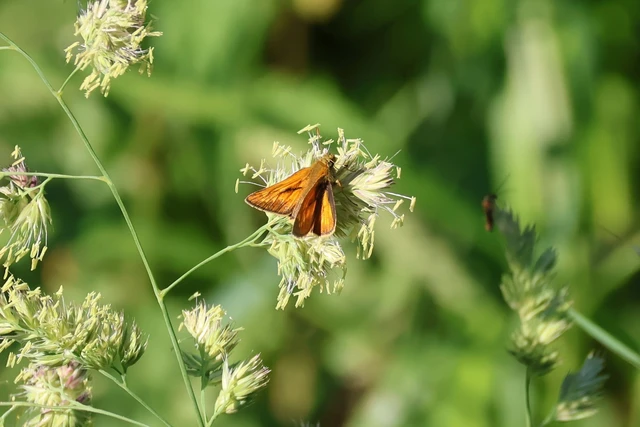 Ochlodes sylvanus - erdei busalepke