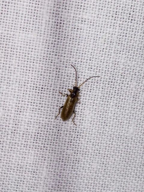 Rhagonycha nigriventris - feketecombú lágybogár Rhagonycha nigriventris - feketecombú lágybogár