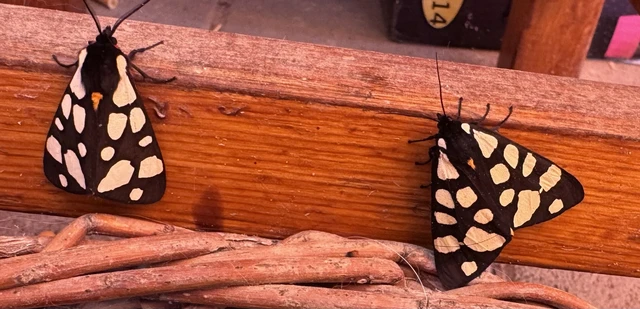 Arctia villica - fekete medvelepke
