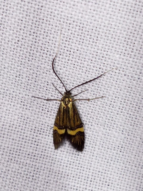 Nemophora degeerella - pompás tőrösmoly Nemophora degeerella - pompás tőrösmoly