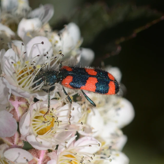 Trichodes favarius - hatfoltos méhészbogár Trichodes favarius - hatfoltos méhészbogár