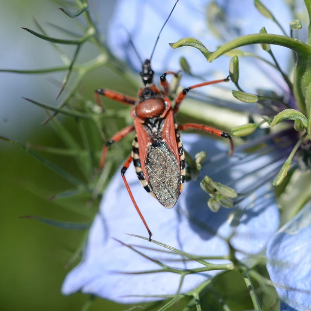 Rhynocoris iracundus - közönséges gyilkospoloska