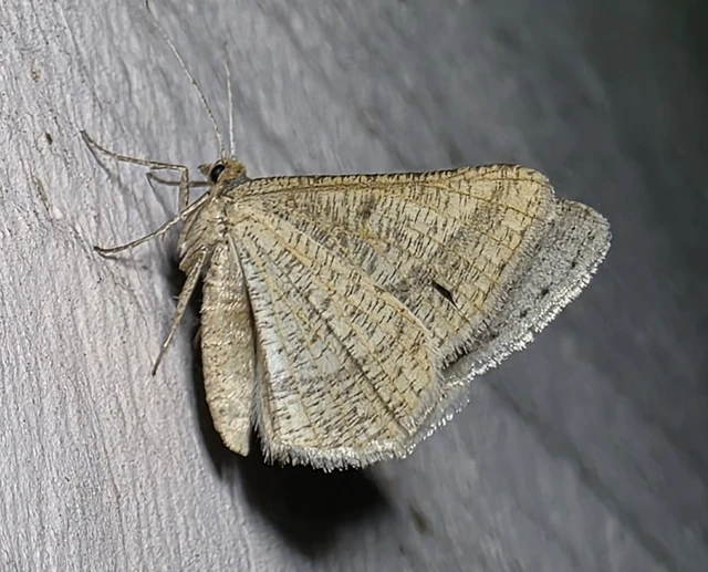 Tephrina arenacearia - lucerna-araszoló