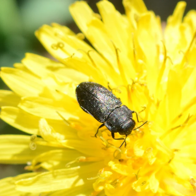 Anthaxia