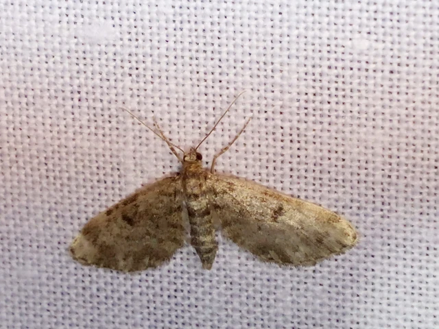 Eupithecia tantillaria - feketegyűrűs törpearaszoló