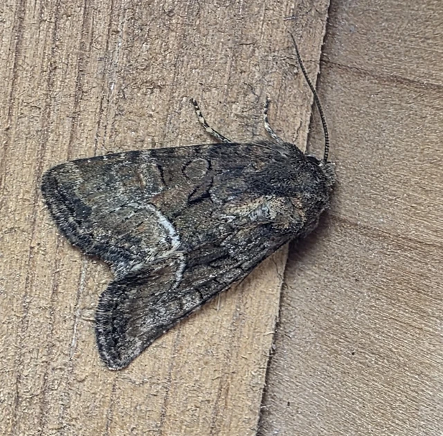 Oligia strigilis/latruncula/versicolor