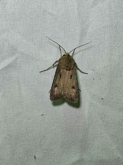Agrotis exclamationis - felkiáltójeles földibagoly