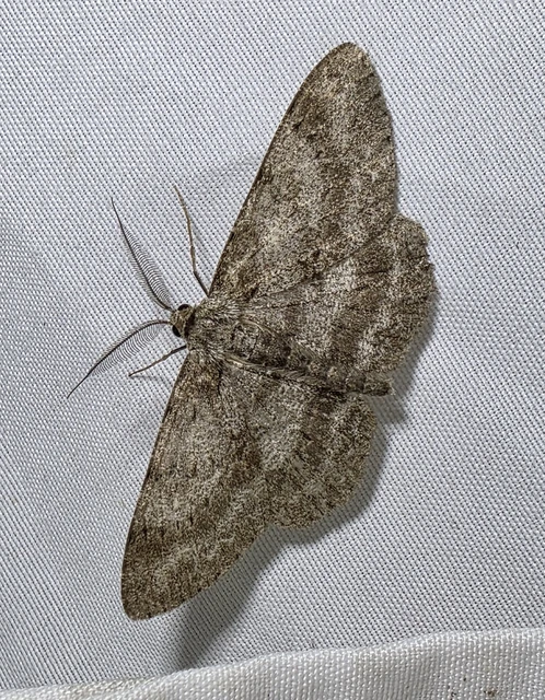 Hypomecis punctinalis - pettyes faaraszoló