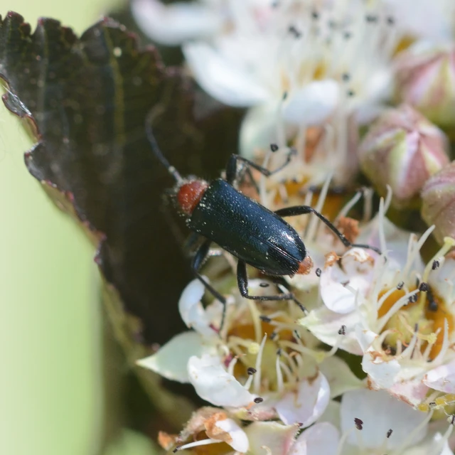 Dinoptera collaris - vörösnyakú virágcincér