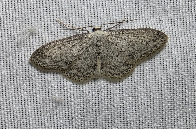 Idaea seriata - szürke apróaraszoló