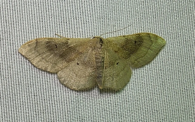 Idaea degeneraria - barnasávos araszoló
