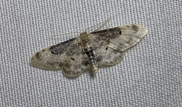 Idaea filicata - sötéttövű apróaraszoló