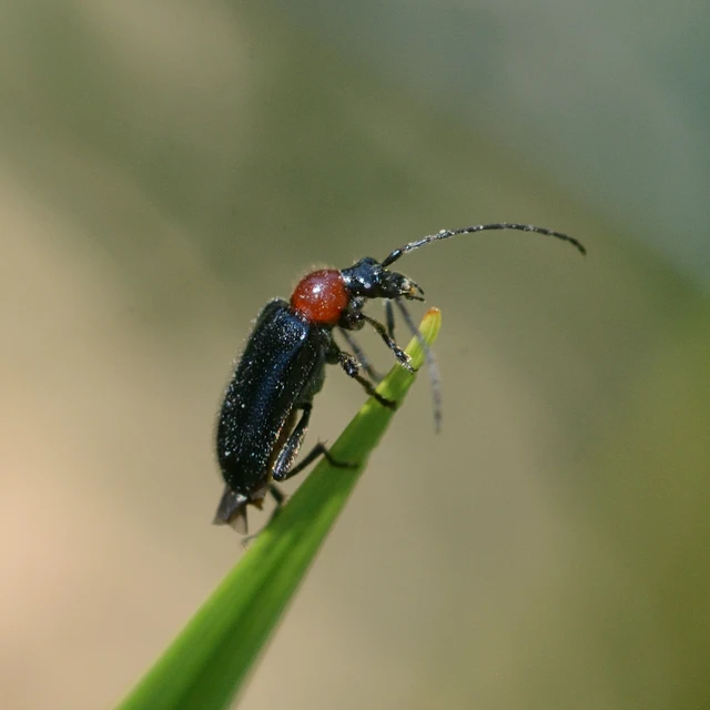 Dinoptera collaris - vörösnyakú virágcincér