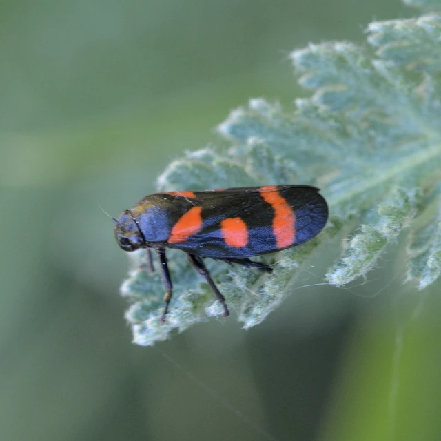 Cercopis arcuata/sanguinolenta
