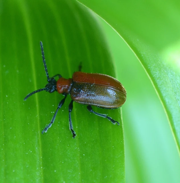 Lilioceris lilii - közönséges liliombogár Lilioceris lilii - közönséges liliombogár