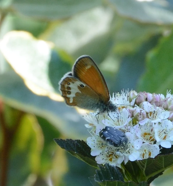 Coenonympha arcania - fehéröves szénalepke