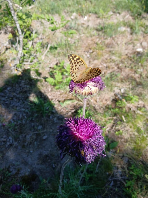 Argynnis pandora - zöldes gyöngyházlepke