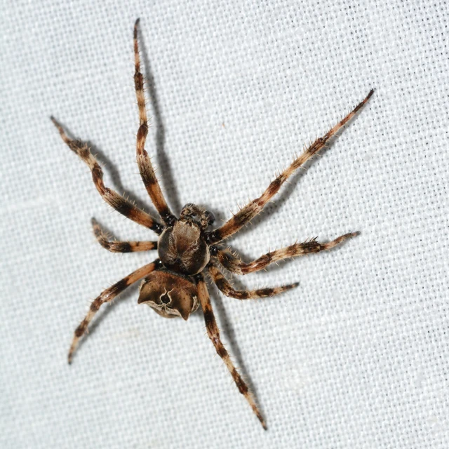 Araneus grossus - óriás keresztespók